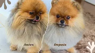 DANDO BANHO EM UM SPITZ ALEMÃO MUITO SUJO!