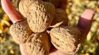 Walnut Harvest in Northern California