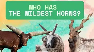 HORNS GONE WILD 😱  The Craziest Horns in the Animal Kingdom!