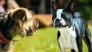 Humanos coletam nossas fezes para fazer chocolate | Ruim Pra Cachorro | Clipe