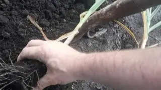 Digging up Garlic and a little how to