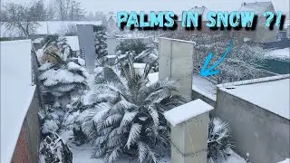 🥶 Зимняя прогулка по саду | 🌴 Пальмы под снегом ❄️ (2026)