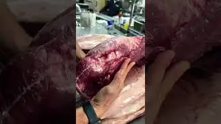 Teaching you how to pick out a good brisket #bbq #beef #cooking #meat #brisket #food