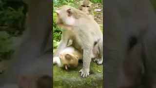 meetup try female monkey. #short #monkey #meetup