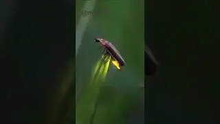 Light bug / light 🕯️ bug  🪲 natural light/ moon light/ bird light  #rainglow #starryeyes #wildlife