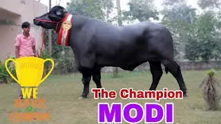 👍 Champion Murrah Bull   Modi    Lakshmi Dairy Farm