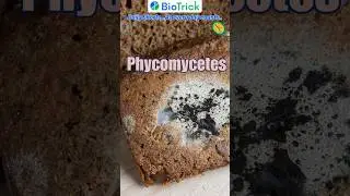 Kingdom Fungi | Phycomycetes | Class of Fungi | Class11 Biology #neet #kingdomfungi #ncertbiology