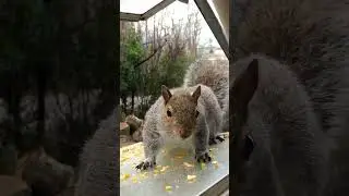 Jazzercise rats have discovered the corn window.
