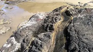 БИОЛОГИЧЕСКОЕ СОЗДАНИЕ ЗЕМЛИ.
