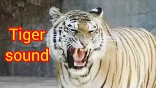 TIGER SOUND EFFECTS-Tiger Roar&Growling Sound|Tiger Roar Sound|Must Watch #tigersound #tiger #sound