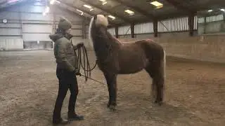 Træning af nervøs hest