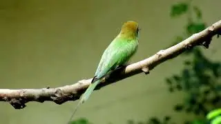 Meet the Adorable Little Green Bee-eaters of India! 🐦✨