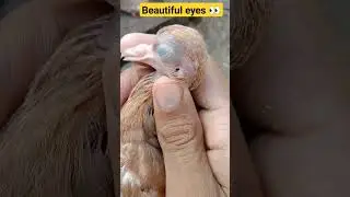 pegion baby beautiful eyes 👀#original #public #youtubeshorts #ytshort