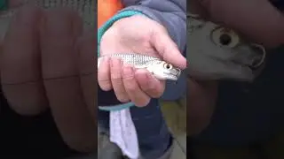 Ей жабры разрезало от заброса😬. Забросил плотву на ЖИВЦА на дубовую удочку🙄 #shorts #viral