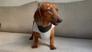 Mini dachshund's 1st knit sweater of the season!