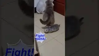 Funny Cats 01 #shorts