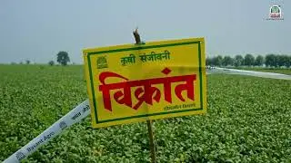 Soybean Vikrant Telugu | Krishi Sanjivani