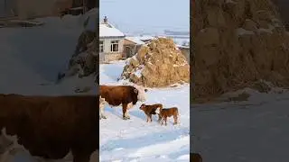 When Heavy Snow Turns Life Upside Down🤯 From Building Homes to Going to Work for Food 😂🏠❄️