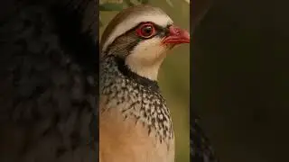 El canto de la perdiz Roja