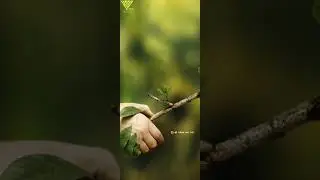 #world_Environment_day# world environment day🎋🌳🎋🌳...special whatsapp status video