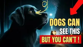 9 STRANGE Things ONLY Dogs Can See And Hear But You Can't!