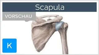 Scapula: Anatomie und Funktion (Vorschau) | Kenhub