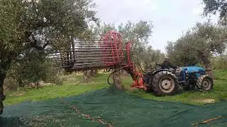 Μάζεμα ελιάς με το λάπτοπ μέρος 2ον
