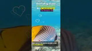 🐠🤿 The Threadfin Butterflyfish 💕 Snorkeling with the Most Romantic Fish in Maldives