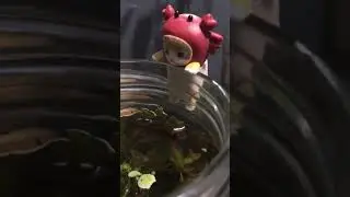 I Turned a Shrimp Jar Into a Crab Costume Party! 😂🦀