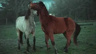 Progressive Metal/Rock Lau - Horses