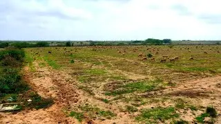 ये भेड़ वाला केसे चार रहा है |  video viral | sheep love SG