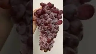 Grapes overload! 😋 #grape #grapefruits #grapefarm #grapeharvest
