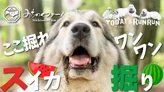 【今日のルンルン】ここ掘れワンワン！スイカ掘り！？【前編】