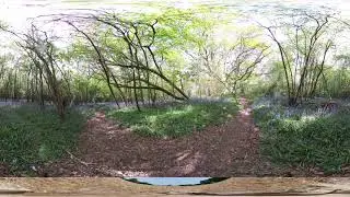 VR 360 Bluebells in Abbotts Wood