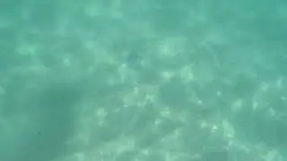 Stingray Encounter While Snorkeling Chileno Beach Cabo | Close Wildlife Encounter 