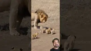 Cute cute Sher ke bacche #lion #animals #amazingfacts #factsinhindi #wildlife #video