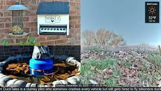 LIVE Bird Feeder Cam | Flock Around the Clock 🐦 | 12/30/2025