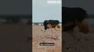 Ostrich Wonders: The World's Largest Bird