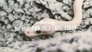 Unboxing my ball python | blue eyed Lucy