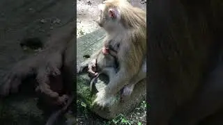 Watch This Monkey's Adorable Secret! - Watch This Monkey's Adorable Secret!