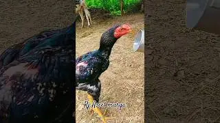 java aseel patha #shorts #viral #tiktok #aseel #hen