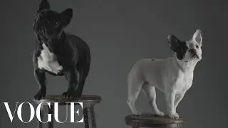 Doggie Style: The Stylish Dogs of Westminster