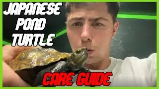 Japanese Pond Turtle Care Guide - EPS 2