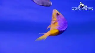 World Ocean Day with the Spanish hogfish