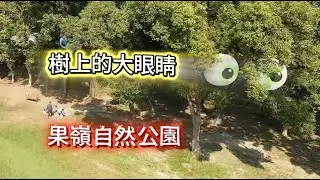 高雄 #果嶺自然公園 #樹上的大眼睛 #果嶺大眼球 #痞子路克 #Filthy #Luker 2026/1/11