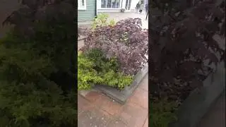 с 1 сентября! Цветы ещё не знают, что наступила осень.