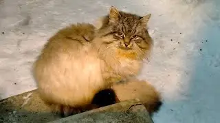 Грустно, холодно, котячне😽