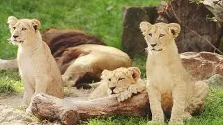 Wild Animals of the Jungle 🐘🦁 | Amazing Wildlife Moments in Deep Forest | Relaxing Nature Video