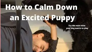 How to Calm Down an Excited Dog:  What is the Sequence of Surrender?