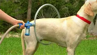 Amazing Pet Gadgets That Are At Another Level